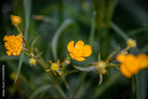 Obraz yellow flower on green background