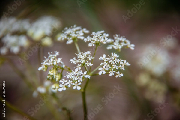 Obraz white lilac flowers