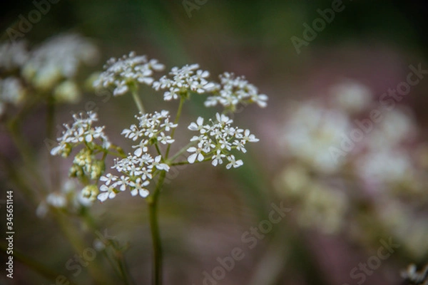 Obraz wild flowers in the forest