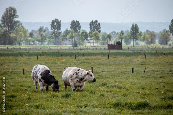 Obraz cows in a meadow