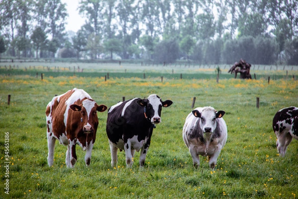 Fototapeta cows in a field