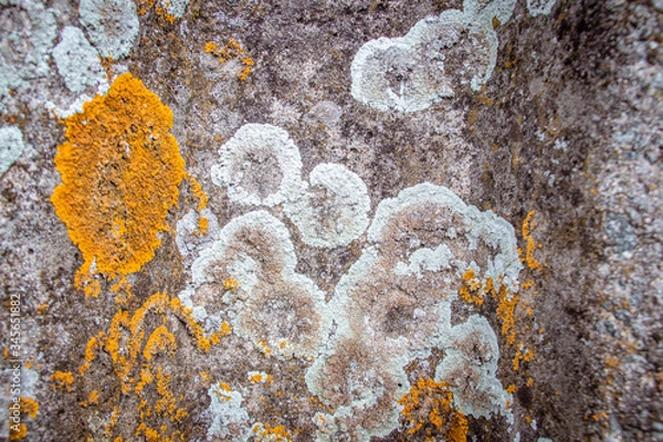 Obraz lichen on stone