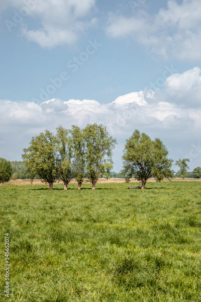 Fototapeta landscape with trees