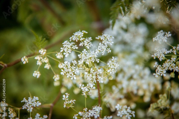 Obraz white flowers on a tree