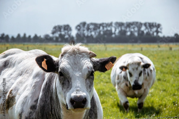 Obraz cow on a pasture