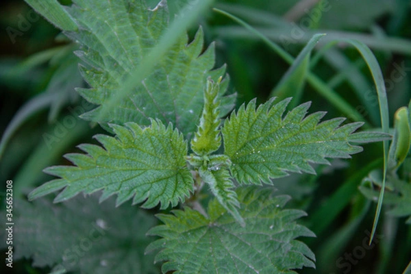 Obraz fern leaf in the forest