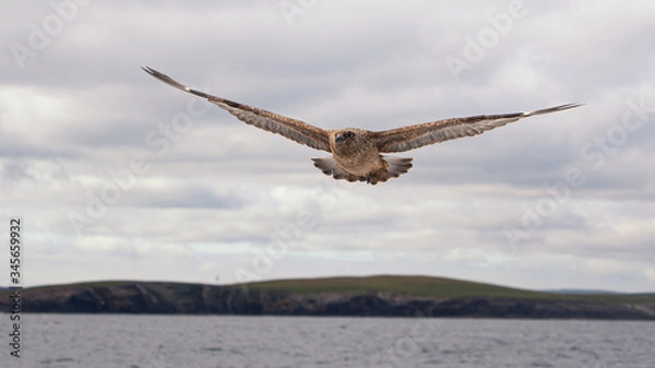 Obraz Skua