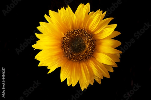 Obraz Słonecznik przed czernią