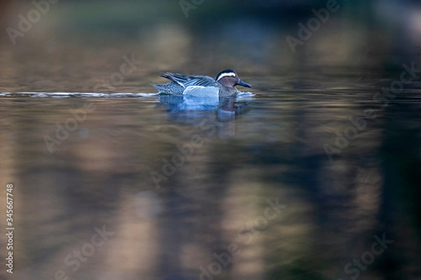 Fototapeta An adult male garganey duck swimming and foraging in a pond in the city of Berlin Germany. Photographed from a low-angle in the water.