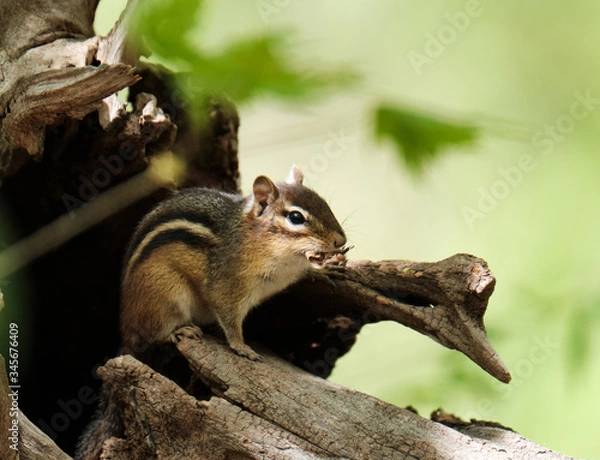 Obraz Chipmunk on a tree