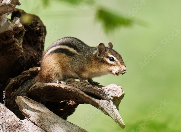 Obraz Chipmunk on a tree
