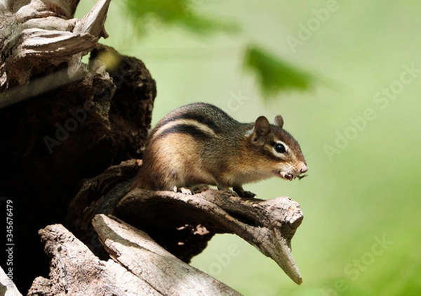 Obraz Chipmunk on a tree