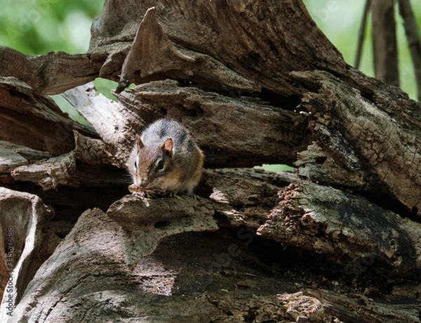 Obraz Chipmunk on a tree
