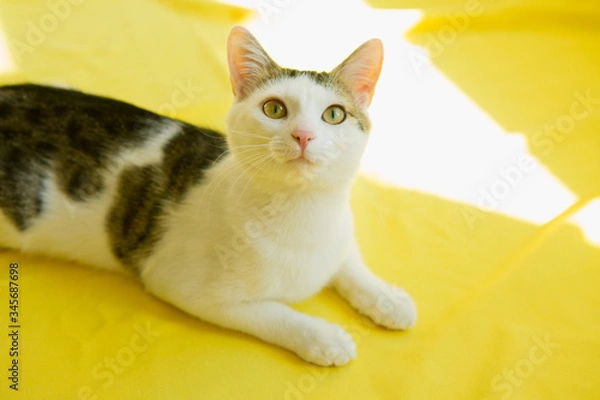 Fototapeta White tabby cat lying on yellow background. Playful cat