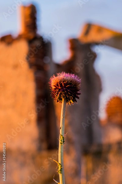 Obraz Flor al atardecer