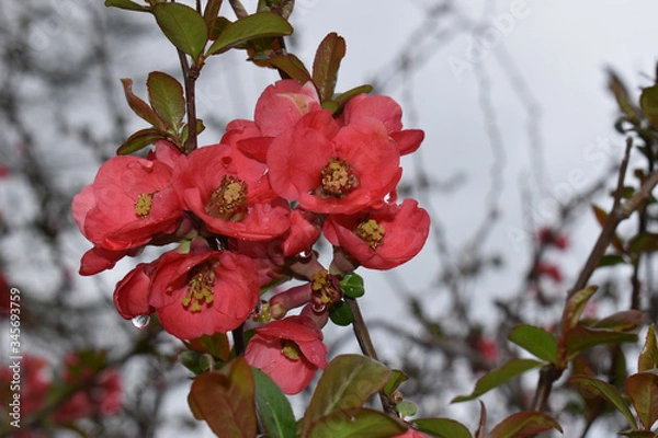 Obraz Blooming red in the spring 
