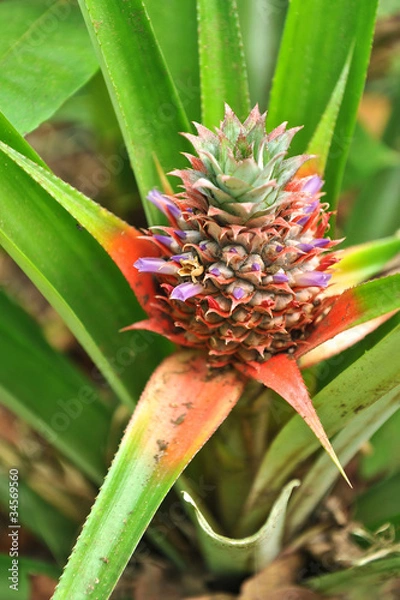 Obraz ananas
