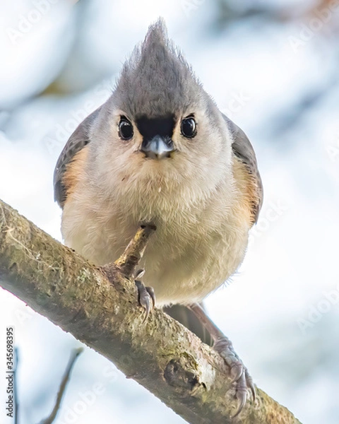 Obraz small tufted titmouse looks curious