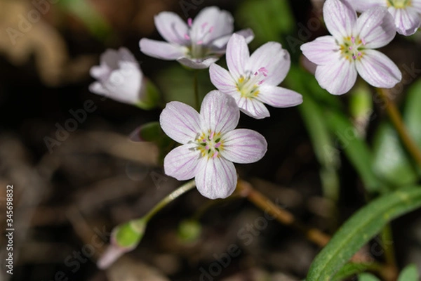 Obraz Spring Beauty Flowers in Springtime