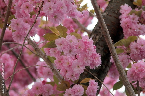 Obraz Rosa Kirschblüte