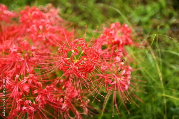 Fototapeta 彼岸花