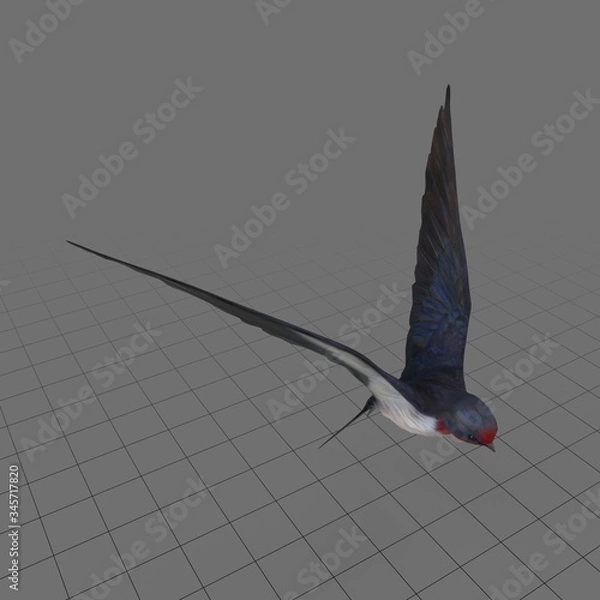 Obraz Jaskółka latająca