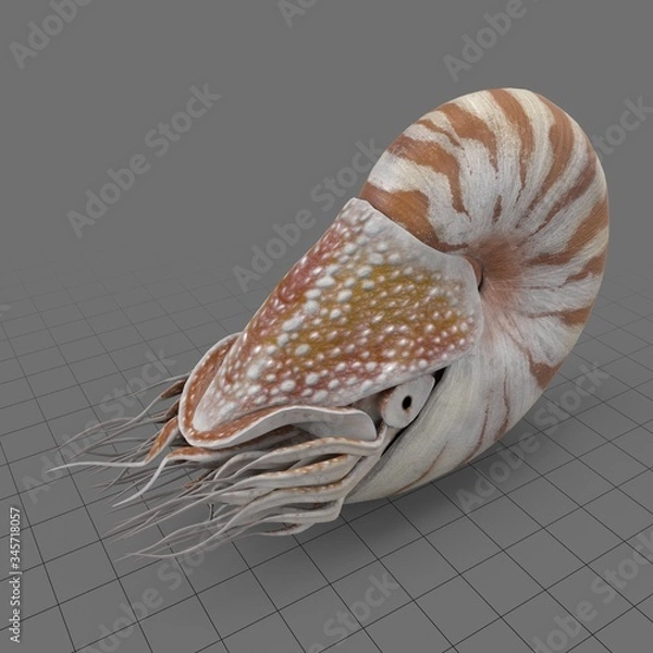 Obraz Nautilus