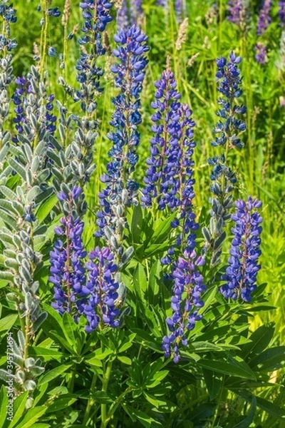 Obraz blooming purple lupines
