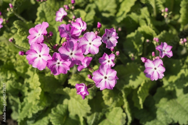 Obraz primrose garden blooms 