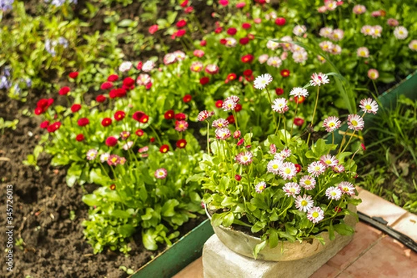 Obraz Daisy garden blooming
