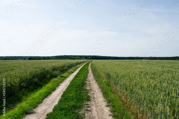 Obraz Green wheat in the open field in summer