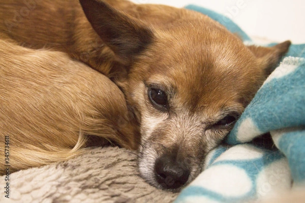 Fototapeta Small shorthaired dog without defined breed