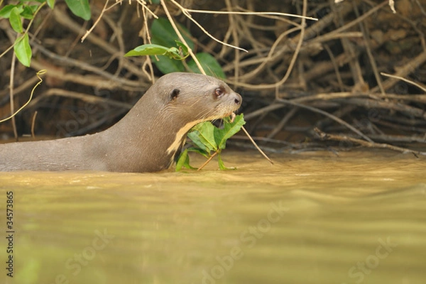 Obraz Riesenotter an einer Uferwand