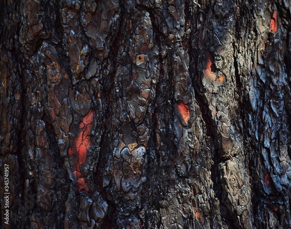 Fototapeta Texture of tree bark. Abstract background made of tree bark. Close up.