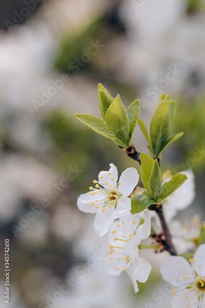 Obraz white cherry tree flowers in early spring