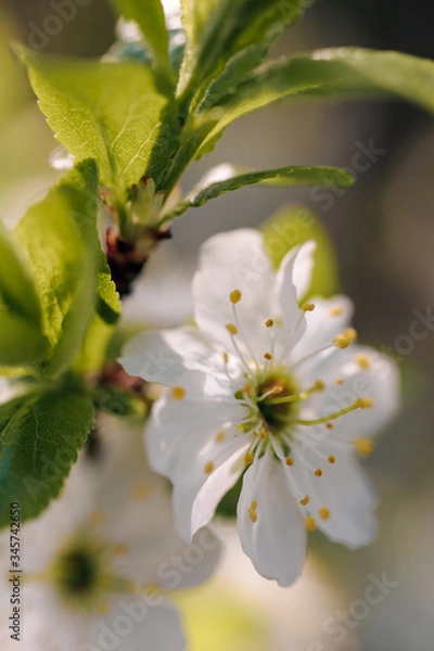 Obraz white cherry tree flowers in early spring
