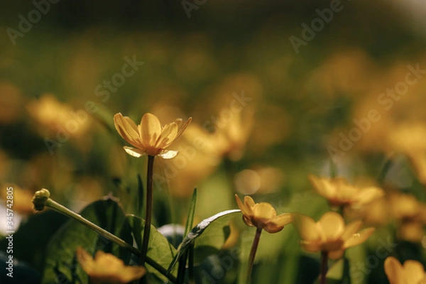 Obraz yellow crocus flowers on a sunny day on a green background