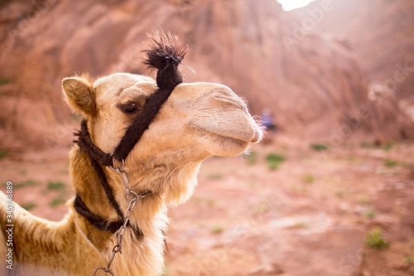 Obraz Camel Portrait