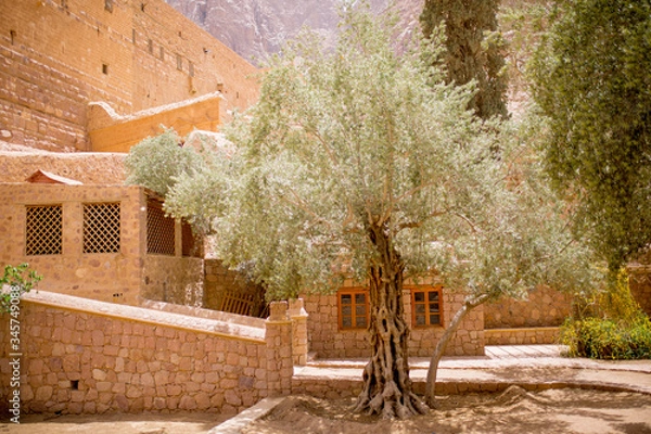 Obraz Solitery Tree in Coptic Monastery in Egypt