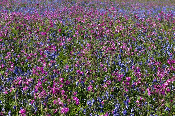 Obraz Native wild spring flowers on Skomer Island, Pembrokeshire, Wales. Thick carpets of English purple bluebells and pink red campion sea thrift intermingle and swathe vast sections of the island in May.