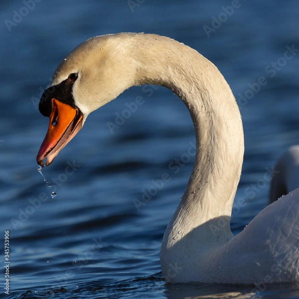 Obraz Schwan auf dem Fluss im Abendlicht 1