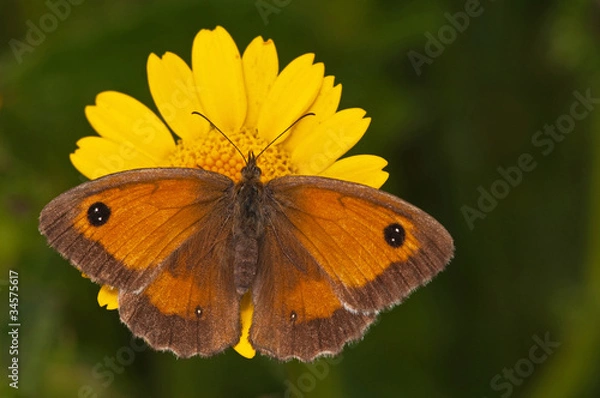 Obraz gatekeeper on corn marigold