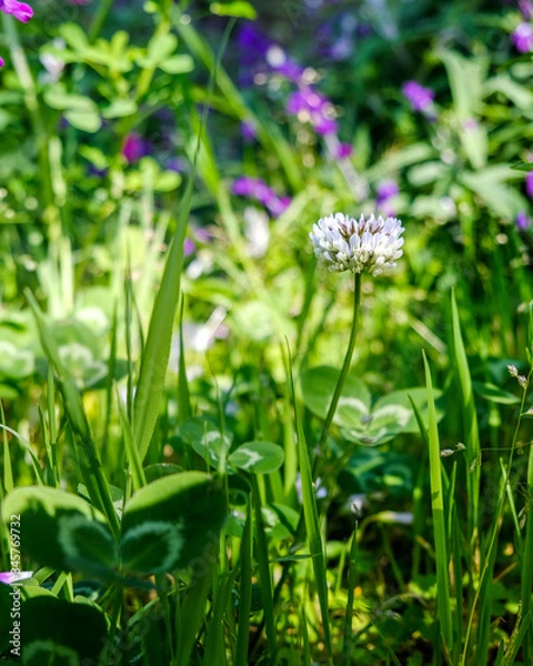 Fototapeta Clover Flower
