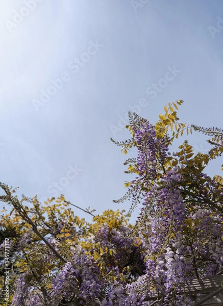 Fototapeta tree in bloom