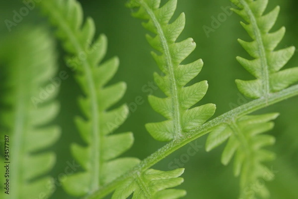 Fototapeta Fern Leaves
