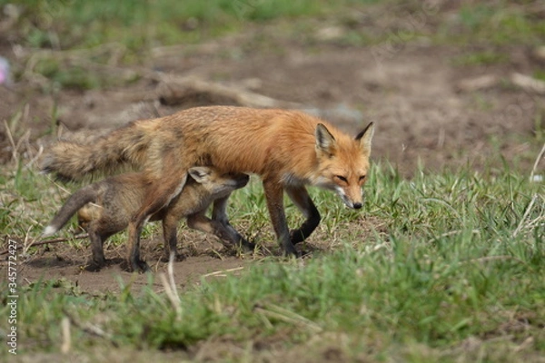 Obraz Red Fox mother and cub