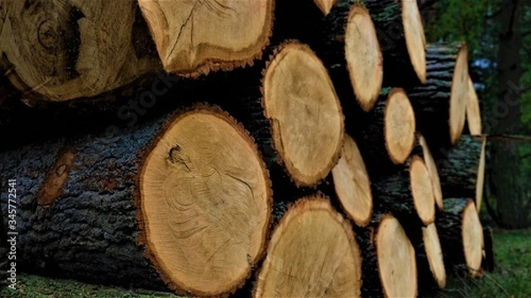 Fototapeta Pile of  felled trees in the forest