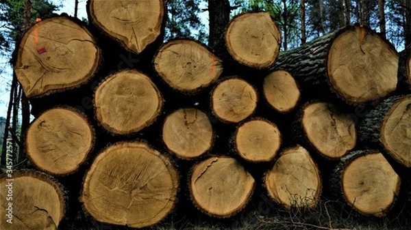 Fototapeta Pile of  felled trees in the forest