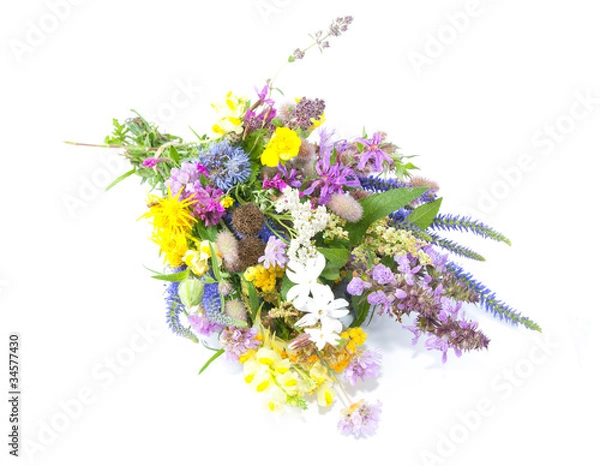 Fototapeta Meadow herbs