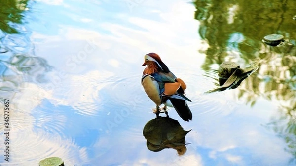 Fototapeta Beautiful and colorful mandarin duck on the lake